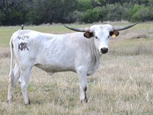 KDK HERC’S PETUNIA 404