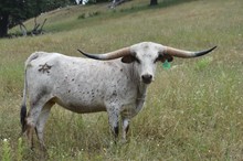 6CR SHEZA TUFF LADY