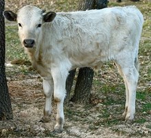 J & T's Sterling Stone