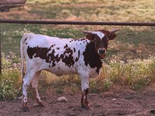 DPR All Bets Are Off