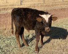 WCC BRINDLE DUST