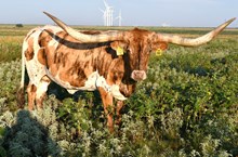 SR Clout’s Emily 860