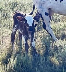 #2446 HR Bonnie Rebel x Warlock HR