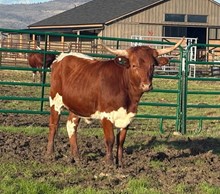 Sweet Cricket Heifer Calf